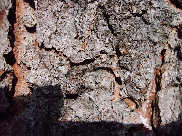 TABOR_srpen_2009_0653.JPG