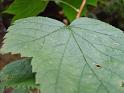 TABOR_srpen_2009_0548
