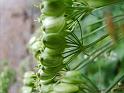 TABOR_srpen_2009_0666
